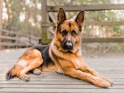 Understanding Hemangiosarcoma in Dogs: Blood Vessel Cancer in Dogs