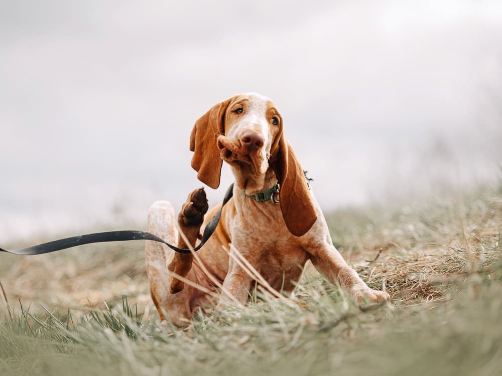 How to Get Rid of Fleas — Proven Home Remedies