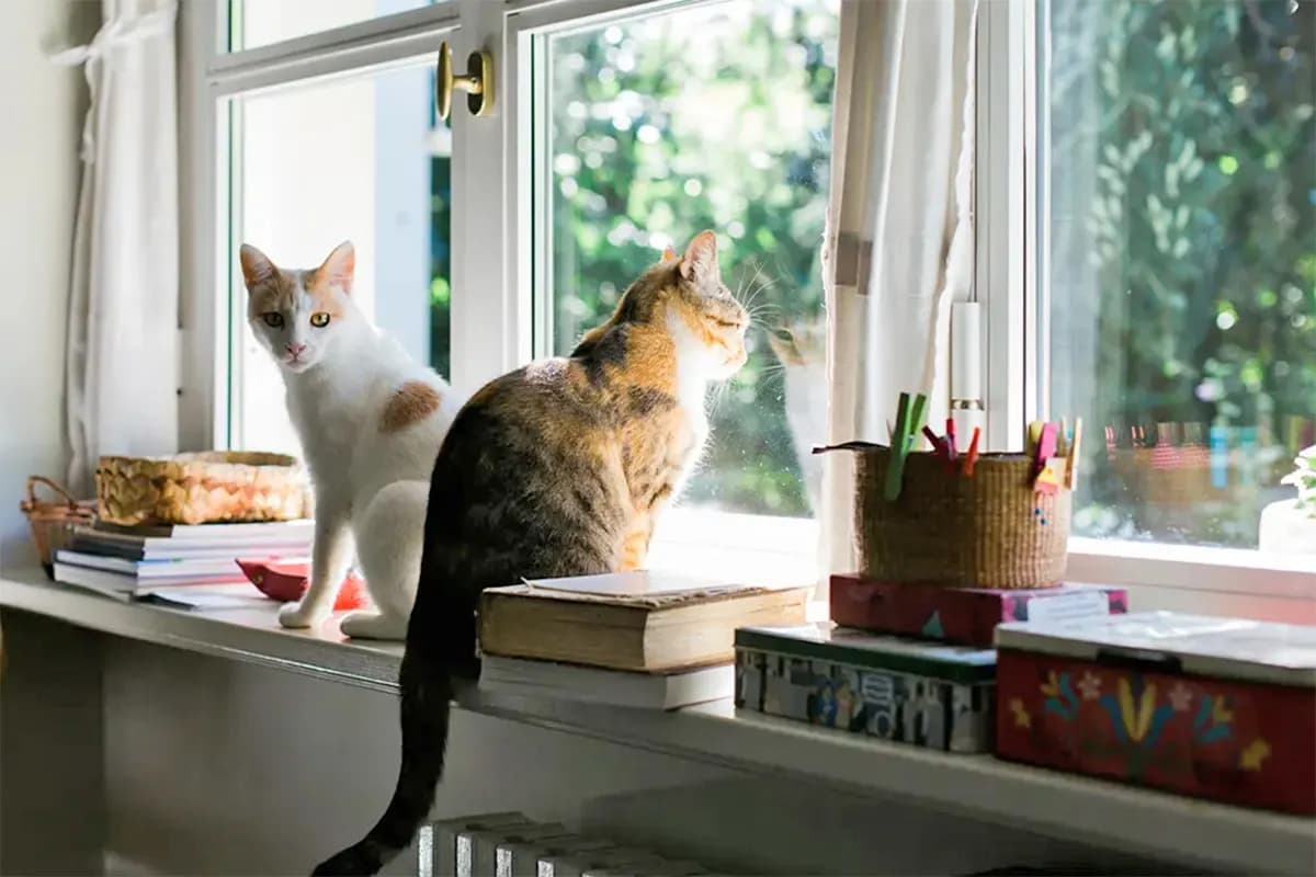 two cats perched in a window