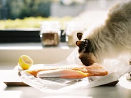 Can Cats Eat Tuna?