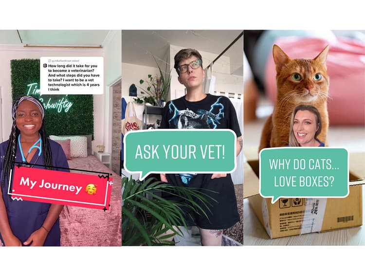 12 Veterinarians You Should Follow on TikTok
