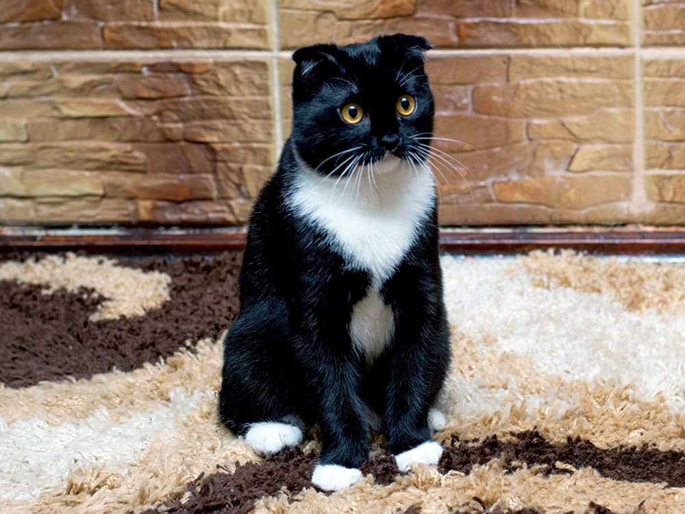 Black and white scottish fold on rug