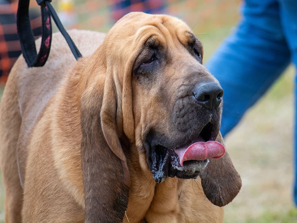Bloodhound
