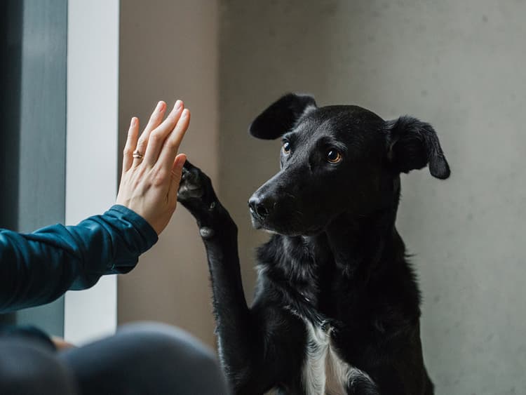 15 Amazing Facts About Dogs You Might Not Know