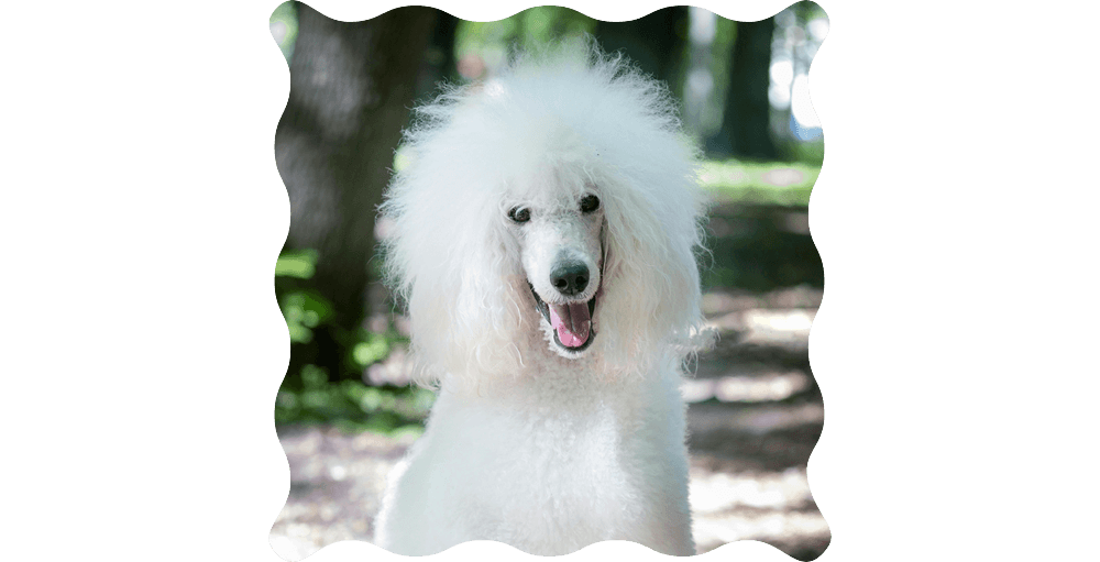 white standard poodle