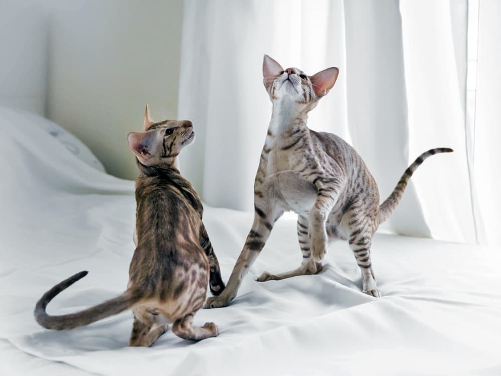 Oriental Shorthair cats