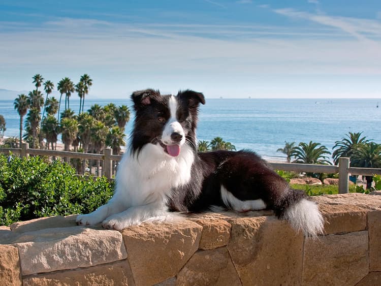The Ultimate Dog-Friendly Guide to Santa Barbara