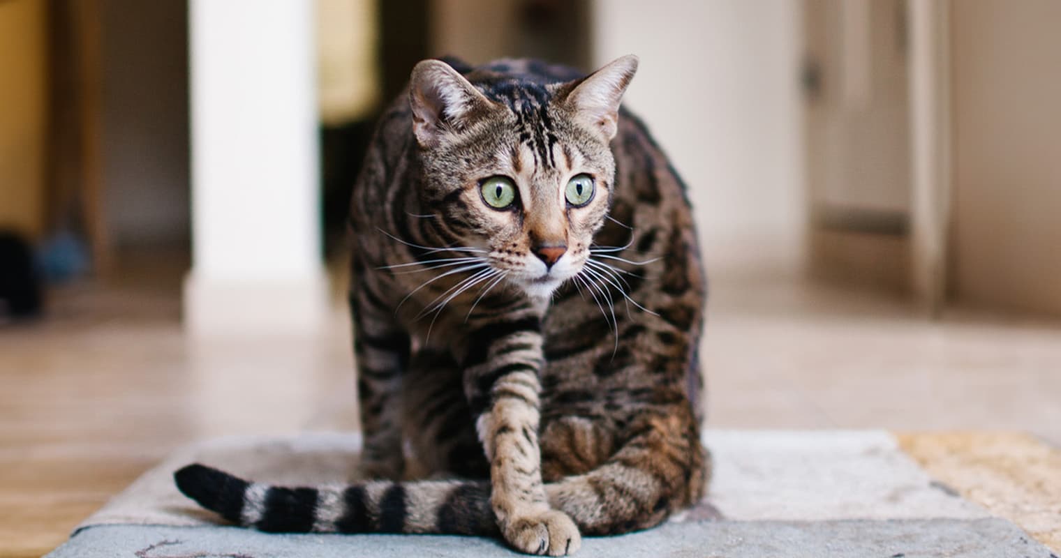 Wild Cat Breeds: 10 Cats Who Look (or Act) Like They Belong in the Wild