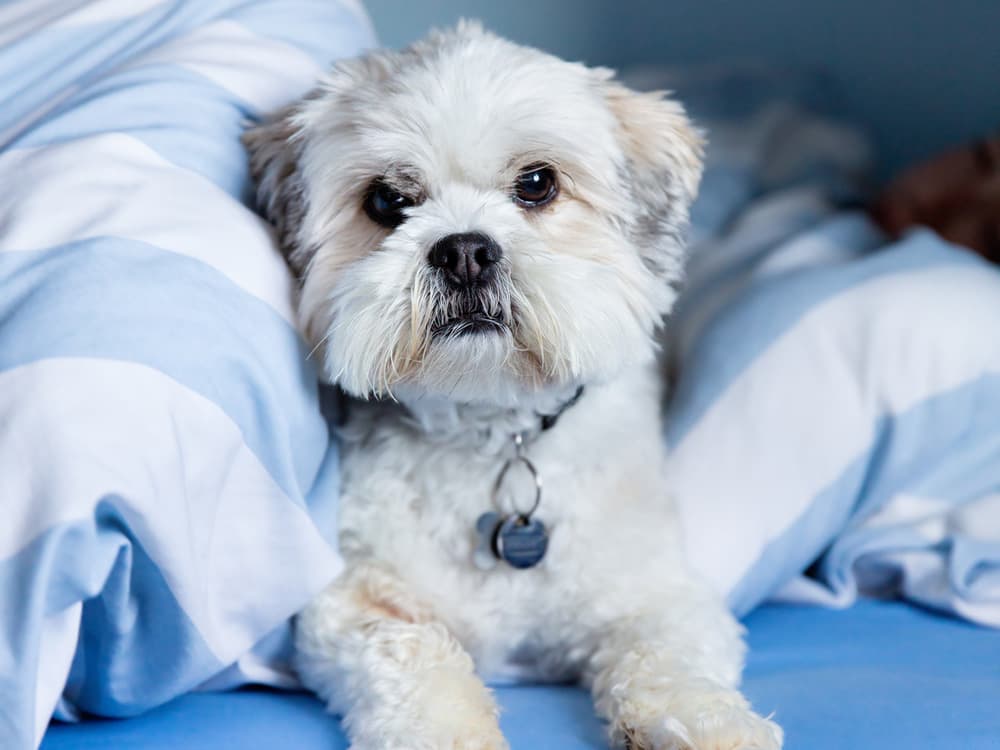 Lhasa Apso on bed