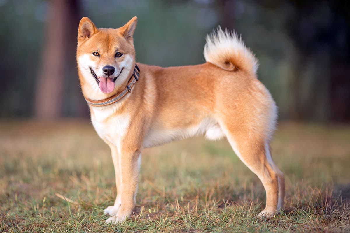 15 Dog Breeds Known for Having Curly Tails