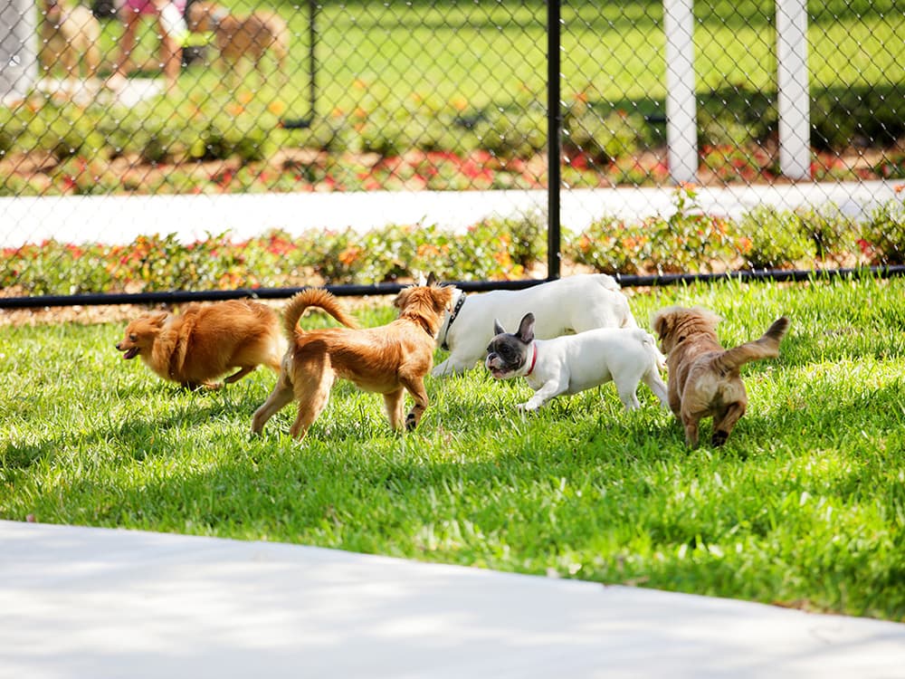 Create a Neighborhood Dog Park and Win Over All the Local Pups