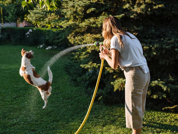 7 End-of-Summer Activities for You and Your Dog