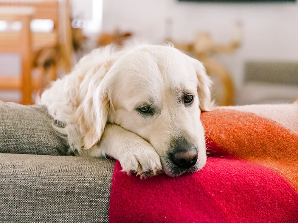The Game-Changing “Dog Aging Project” Is at Risk of Losing Funding