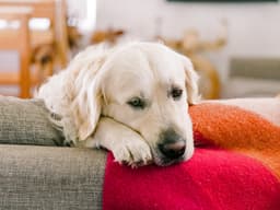 The Game-Changing “Dog Aging Project” Is at Risk of Losing Funding