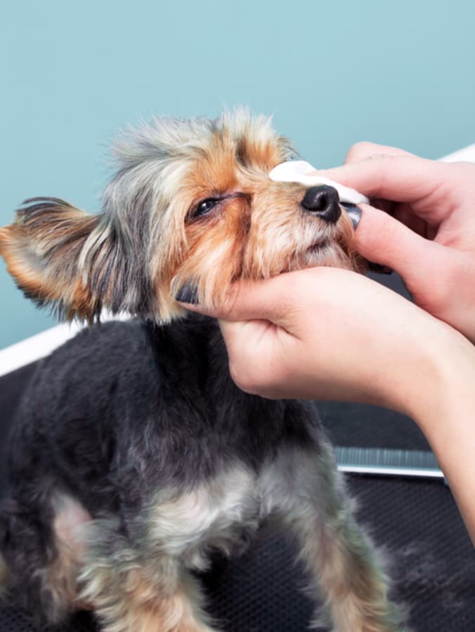 A Guide to Dog Eye Discharge: Learn When It Could Be a Problem