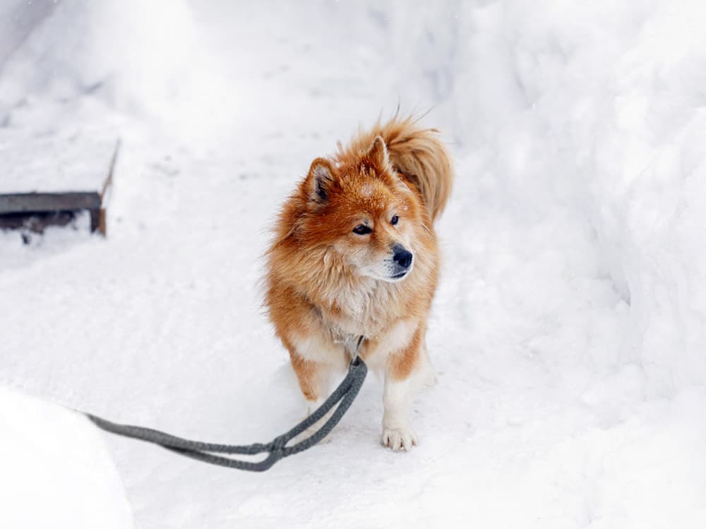 It’s a Felony to Leave Your Dog Out in the Cold in These States