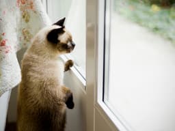 How to Ease Your (Cat’s) Return-to-Office Anxiety