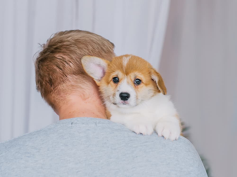 Flying with An Emotional Support Animal