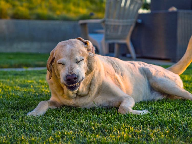 Why Do Dogs Sneeze?