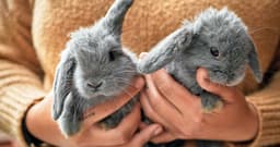 Do Bunnies Need Friends?
