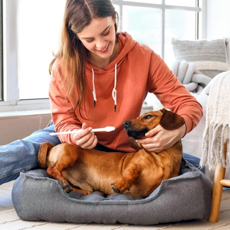How Often Should You Brush Your Dog’s Teeth?