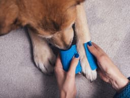 How to Care for Your Bleeding Dog