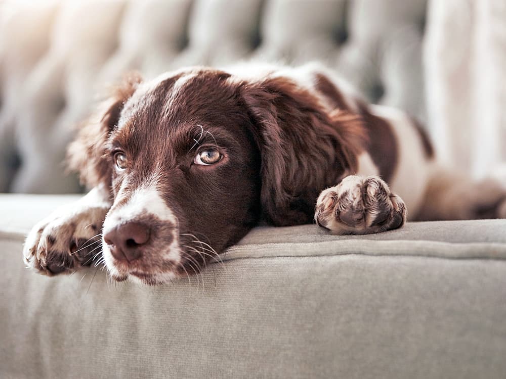 7 Ways You’re Boring Your Dog Without Realizing It