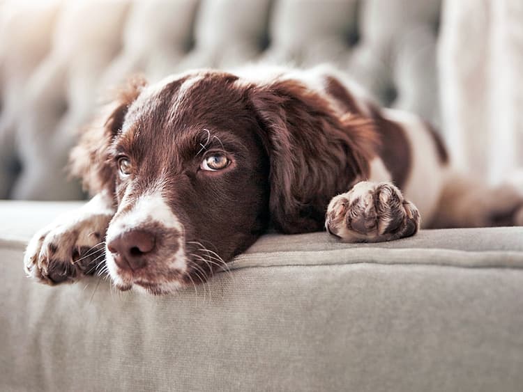 7 Ways You’re Boring Your Dog Without Realizing It