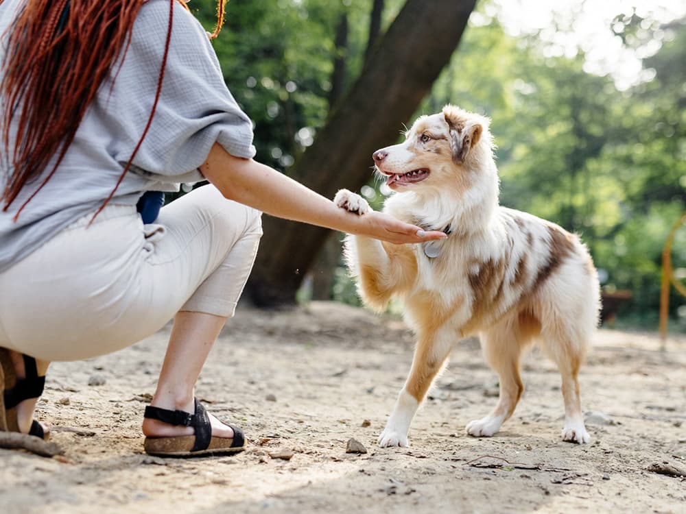 7 Lies We’ve Been Told About What Dogs Like