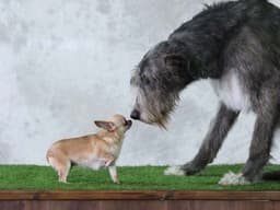Do Dogs Know How Big They Are?