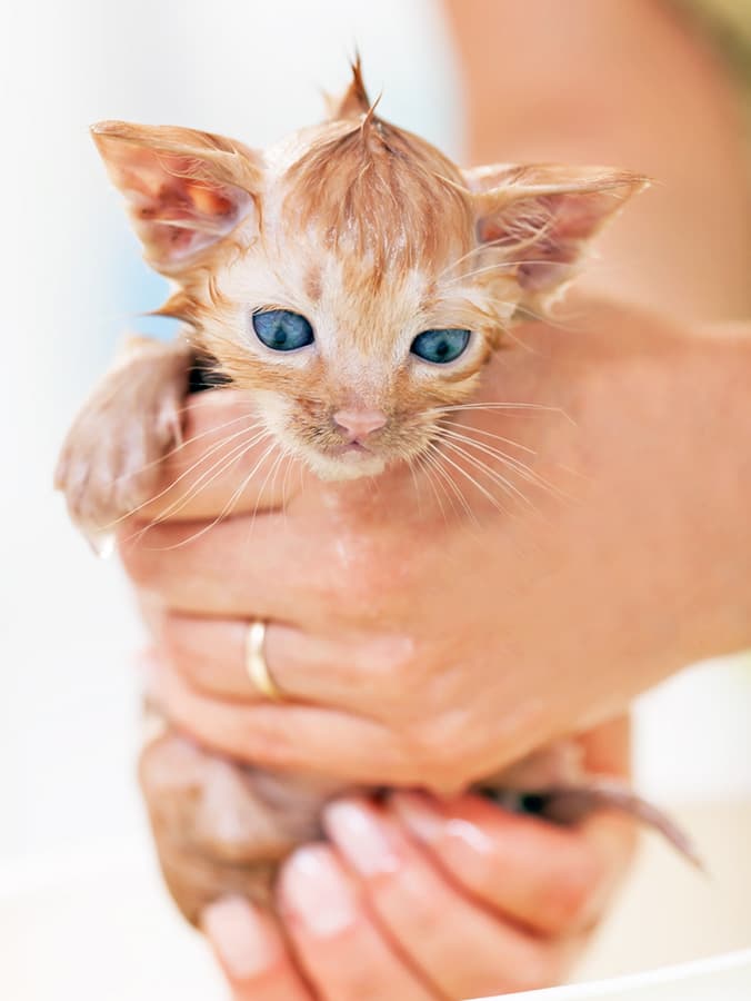 Can You Bathe Your Kitten? A Step-By-Step Guide to Bathing Your Kitten Safely