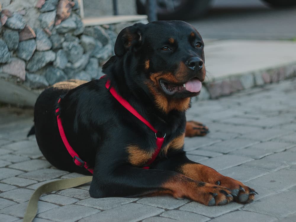 How to Help Rottweilers Reach Their Senior Years