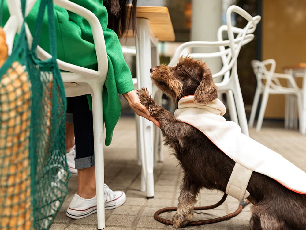 15 Places Your Date Won’t Go With You — But Your Dog Will