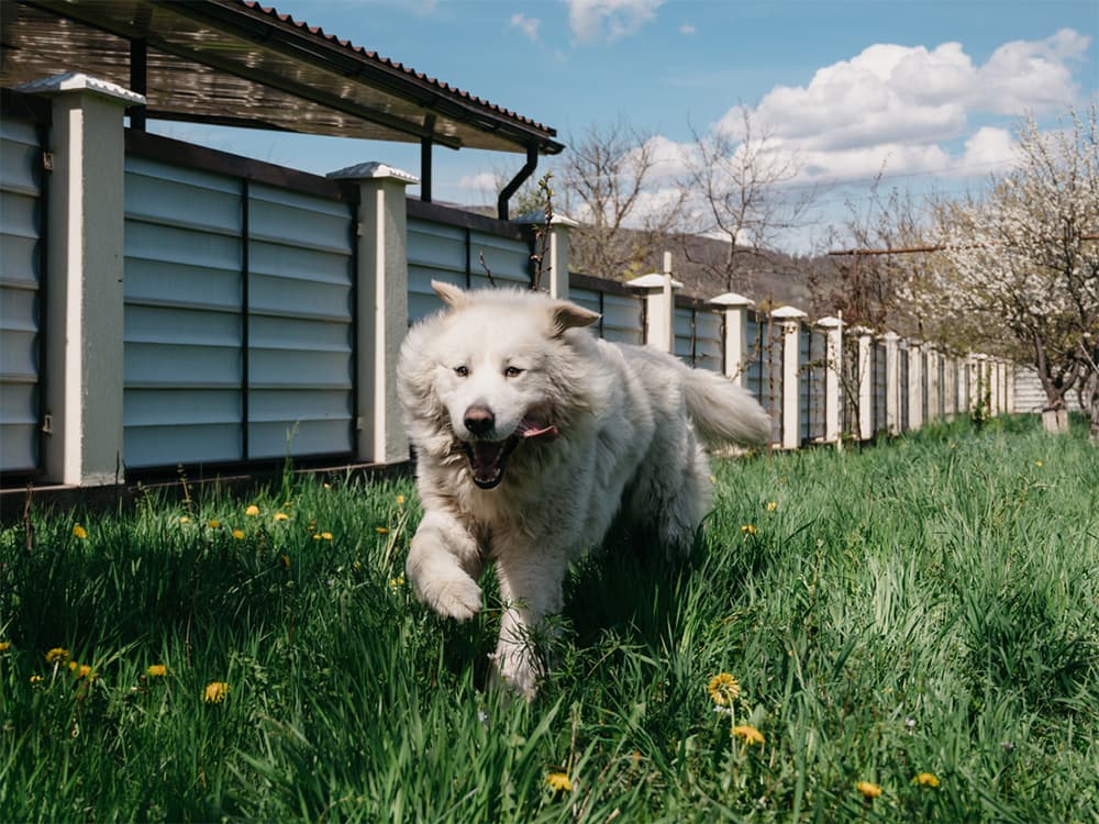 great pyrenees with stick