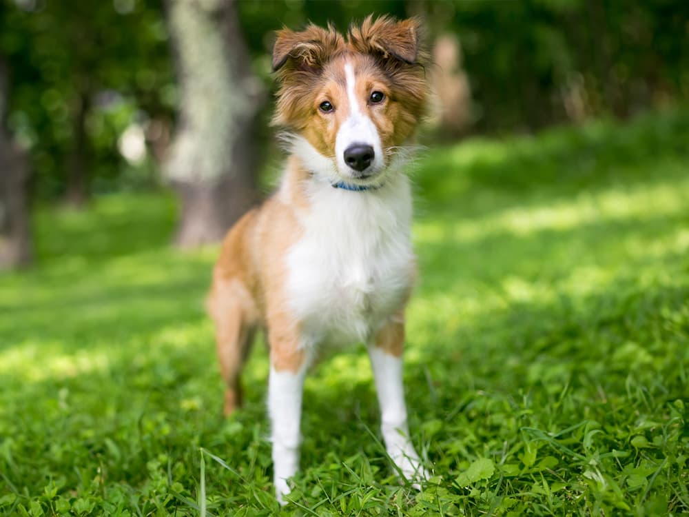 shetland sheep dog pup in grass