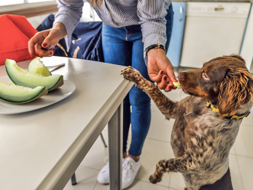 Can Dogs Eat Honeydew?
