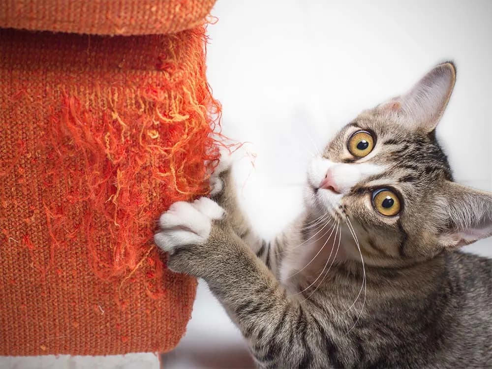 cat scratching furniture