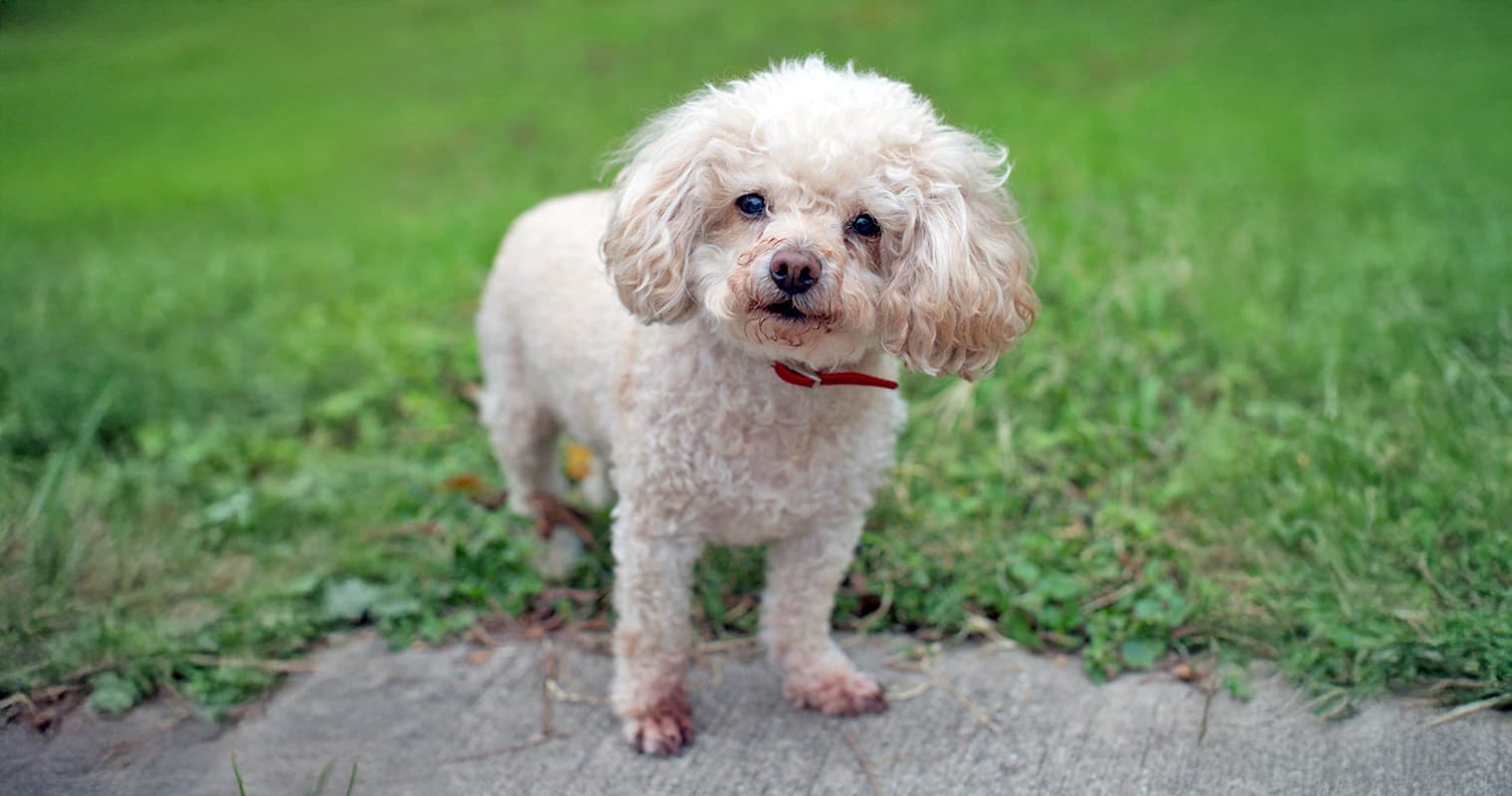 Here’s Why Poodle Mixes Are So Special