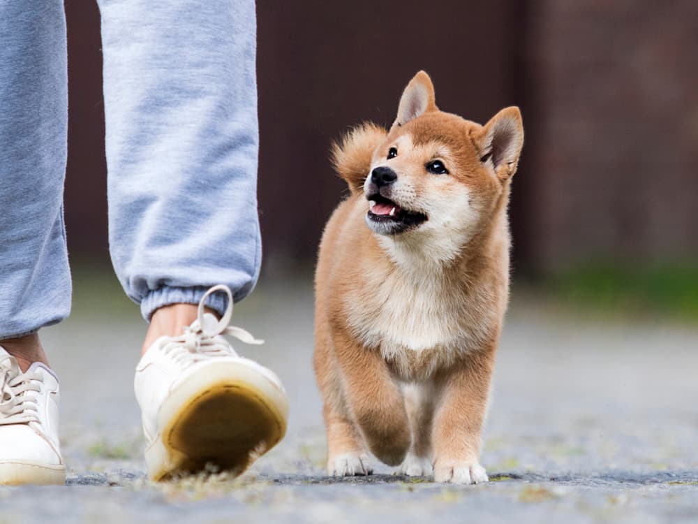 An Open Letter to People Who Walk Their Dog Without a Leash