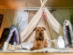 Alternative Therapies Can Zen Out Your Pet, Too