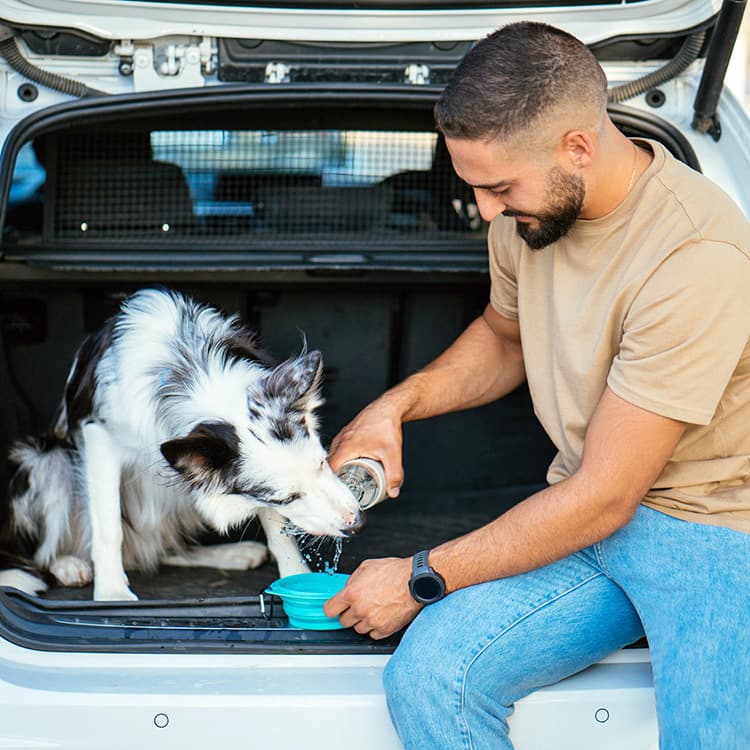 Here’s How Much Water Your Dog Should Drink in a Day, According to Experts