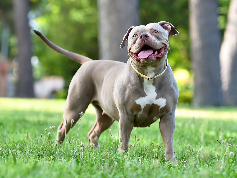 American Bully