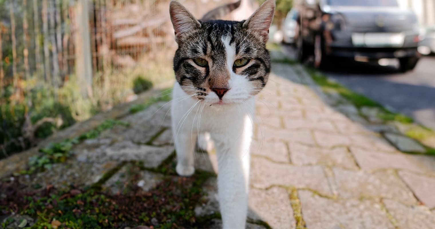 What Do I Do With A Pregnant Stray Cat?